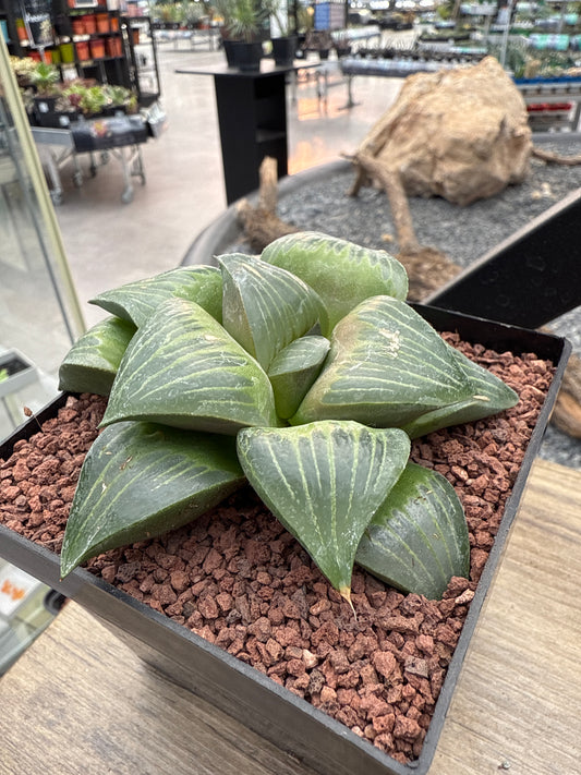 Haworthia retusa var. mythical 'Xishan'