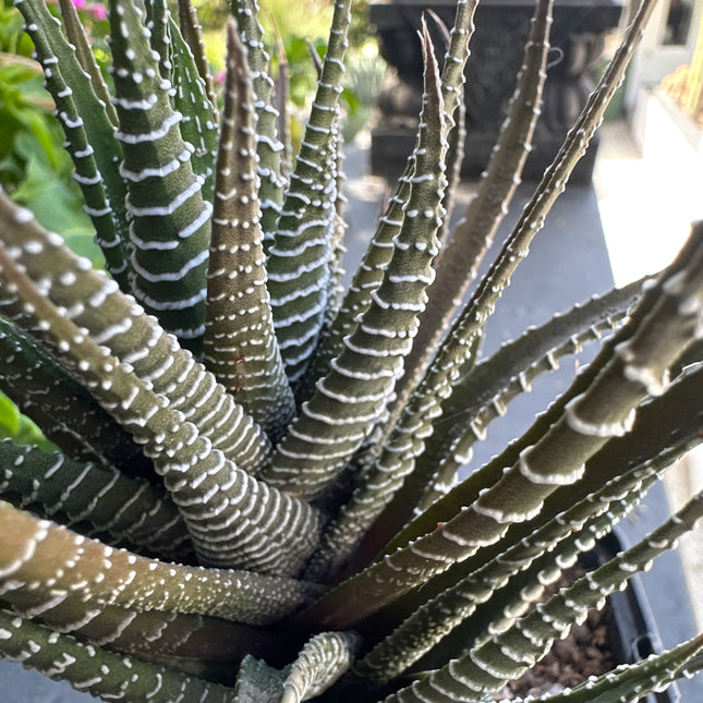 Haworthiopsis attenuata ‘Zebra’