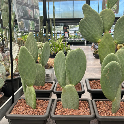 Opuntia Titania