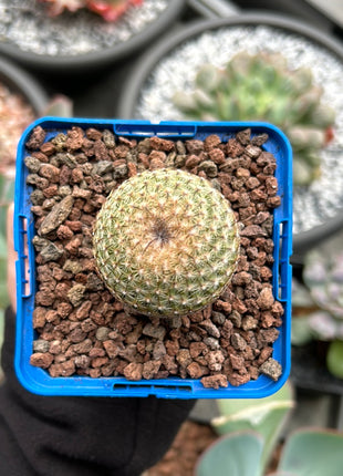Mammillaria matudae