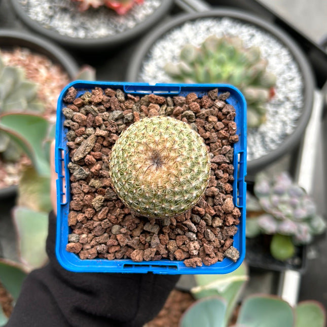 Mammillaria matudae