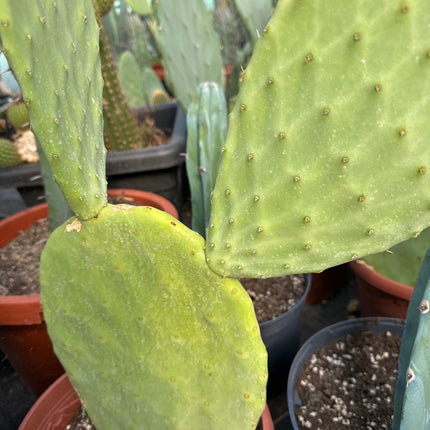 Opuntia 'Titania' | Titania prickly pear, spineless cactus