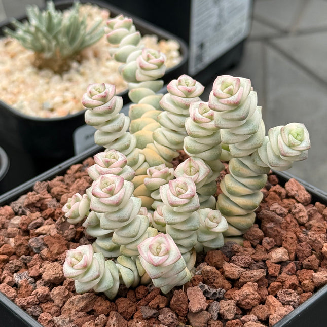 Crassula ‘Baby Necklace’ f. variegata