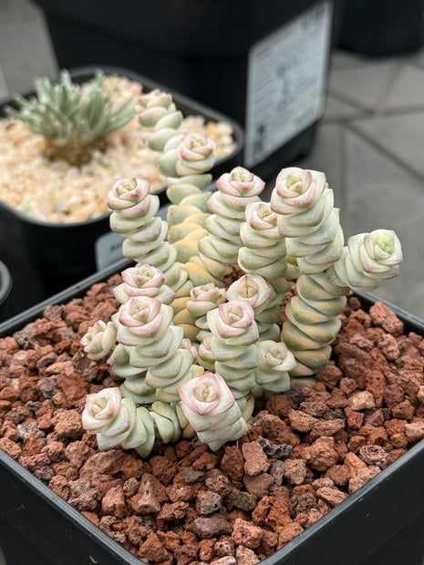 Crassula ‘Baby Necklace’ f. variegata