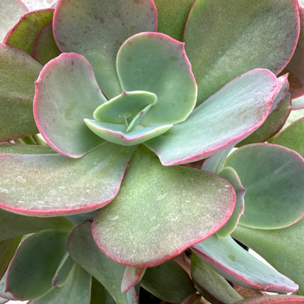 Echeveria subcorymbosa Lau 030 | La roseta de rubís de la Mixteca