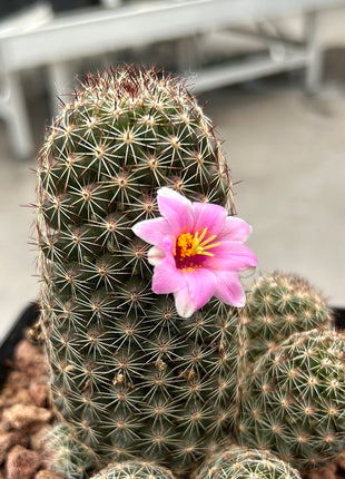 Mammillaria backebergiana