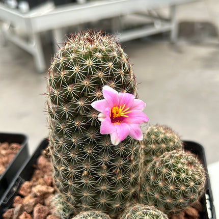 Mammillaria backebergiana sp. Ernstier