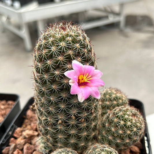 Mammillaria backebergiana