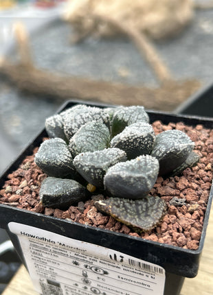 Haworthia 'Mordor'