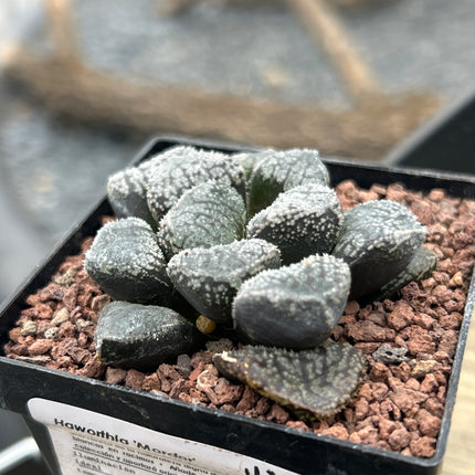 Haworthia 'Mordor'