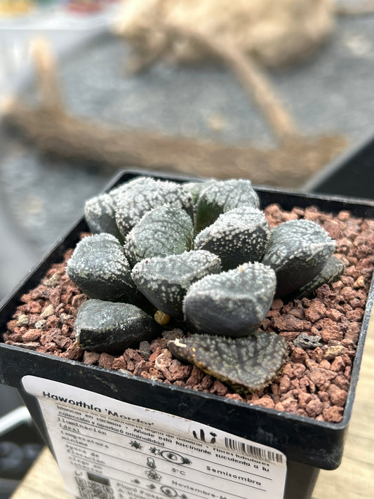 Haworthia 'Mordor'