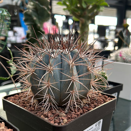 Melocactus azureus
