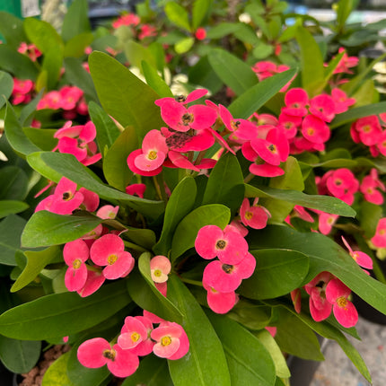 Euphorbia milii