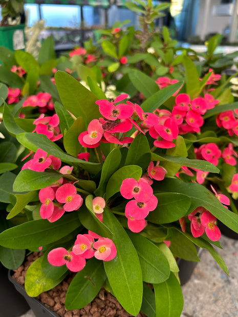 Euphorbia milii