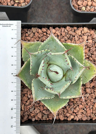 Agave Potatorum