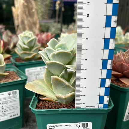 Graptoveria 'Lovely Rose'