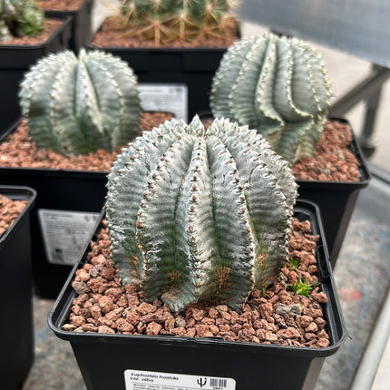 Euphorbia horrida var. Sunrise