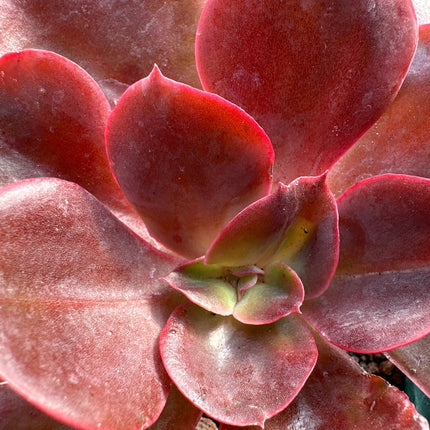 Echeveria 'Saigon'