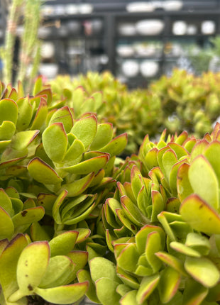 Crassula platyphylla