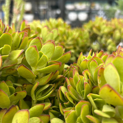 Crassula platyphylla