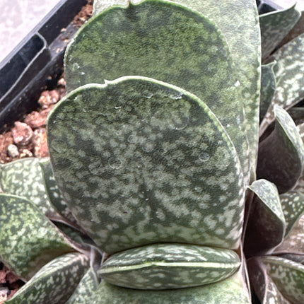 Gasteria armstrongii