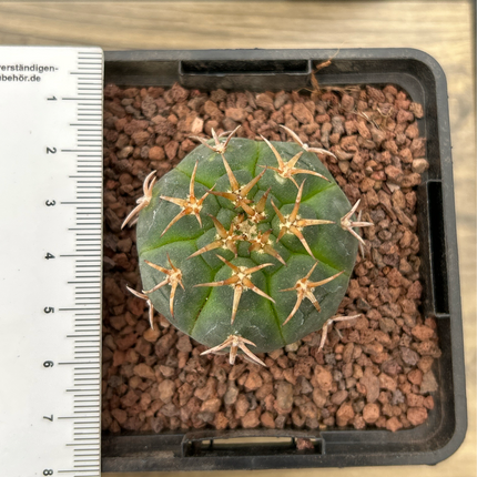 Gymnocalycium unguispinum