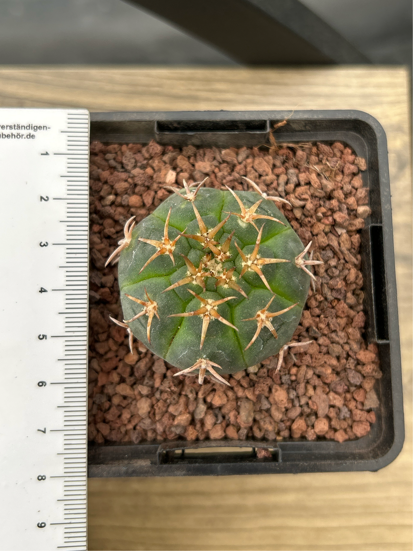 Gymnocalycium unguispinum