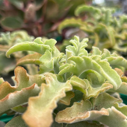 Kalanchoe ‘Maltese Cross’