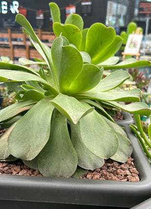 Aeonium Pomegranate