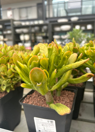 Crassula ovata "hobbit" (Orejas de Shrek)