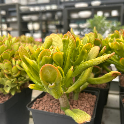 Crassula ovata "hobbit" (Orejas de Shrek)