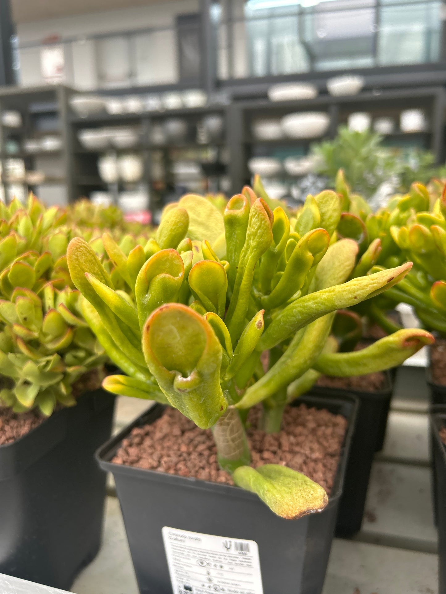 Crassula ovata "gollum" (Orejas de Shrek)