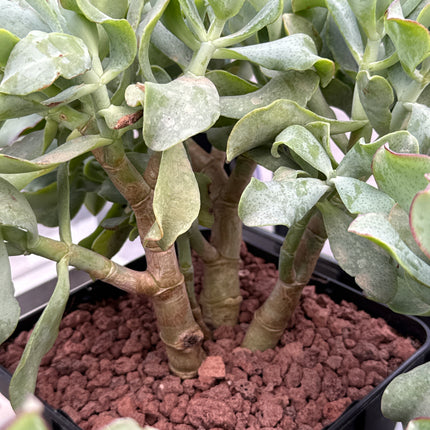 Crassula arborescens undulatifolia