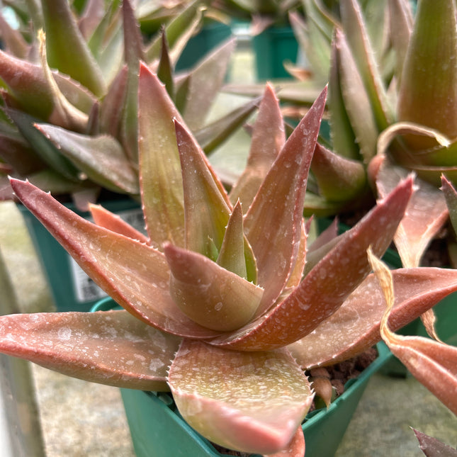 x Alworthia 'Schwarzer Edelstein'