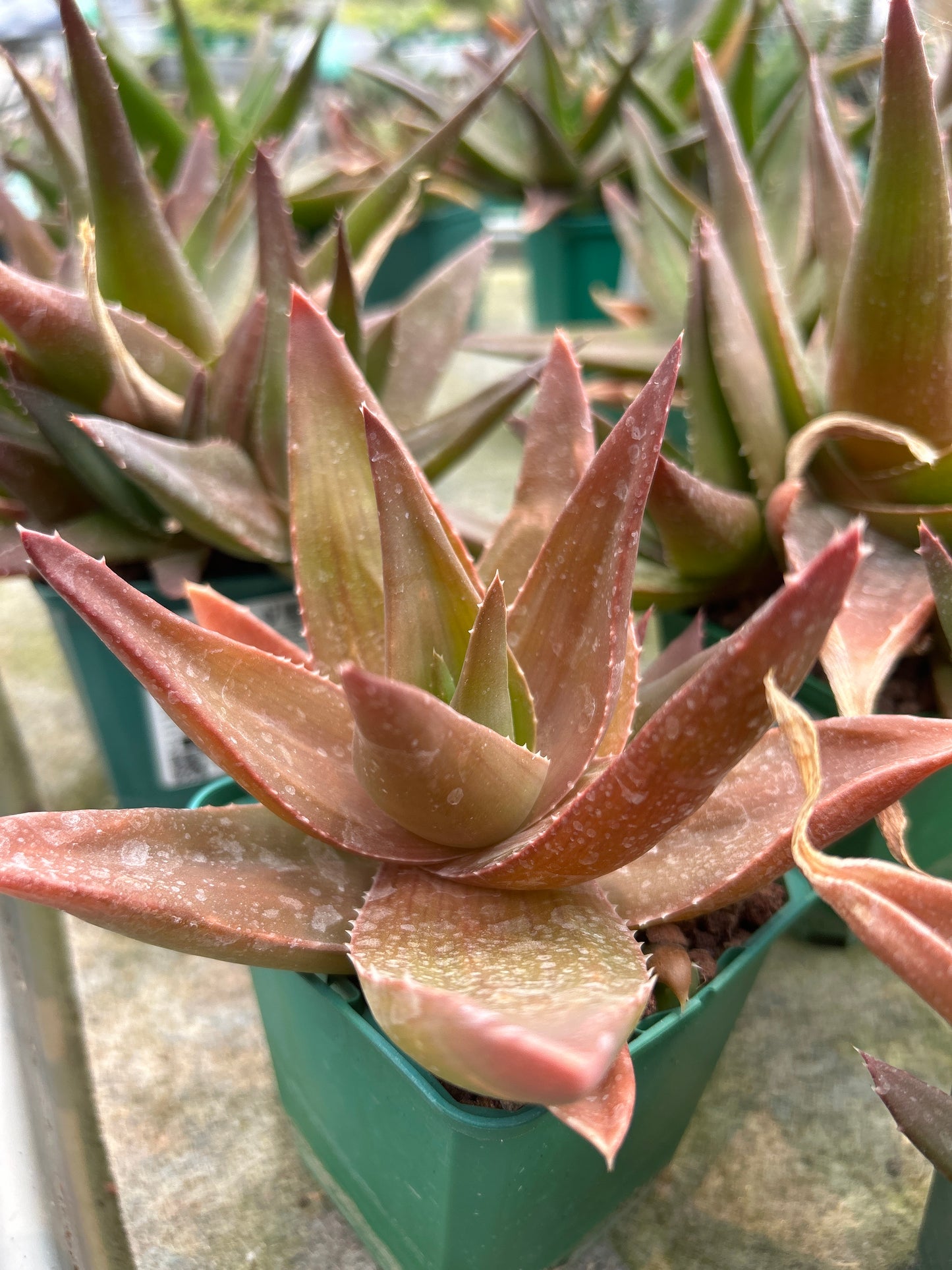 x Alworthia 'Black gem'