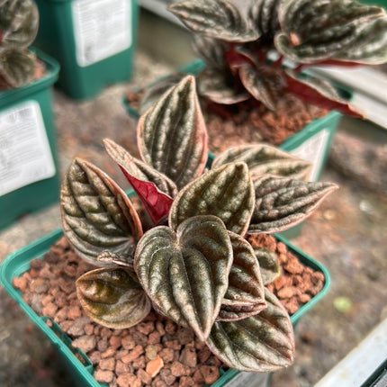 Peperomia caperata “brasilia”