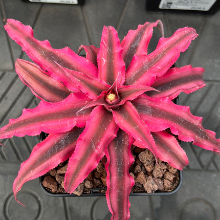 Cryptanthus bivittatus