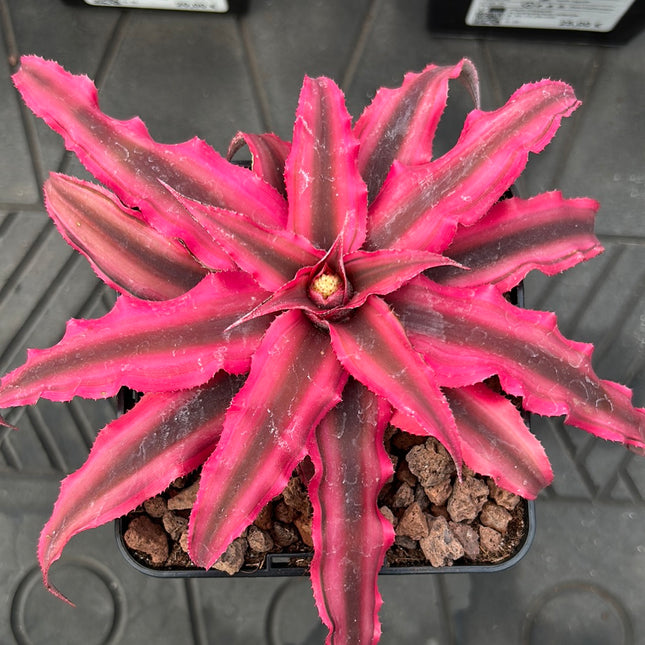 Cryptanthus bivittatus