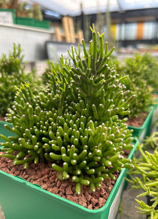 Rhipsalis hatiora
