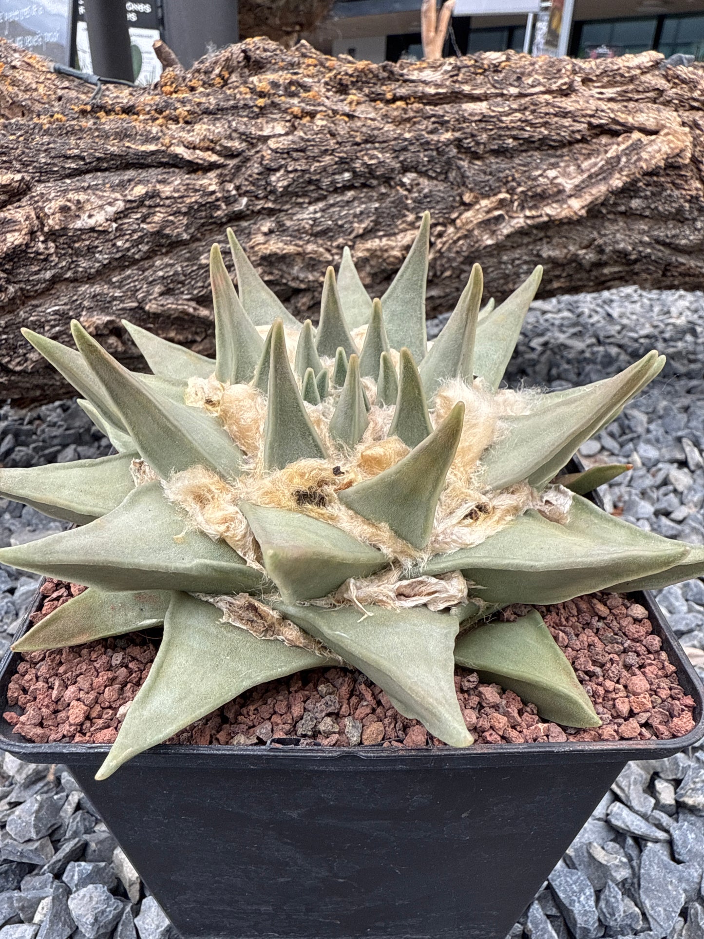 Ariocarpus trigonus CITES P-IT-1010