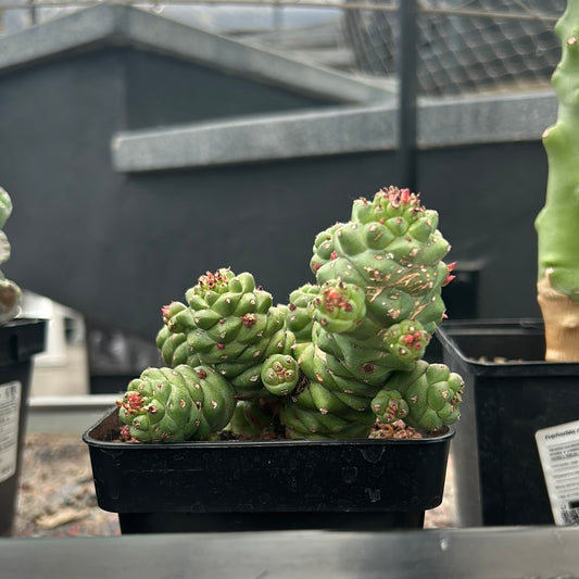 Euphorbia ritchiei