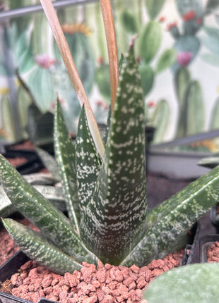 Gasteria excelsa