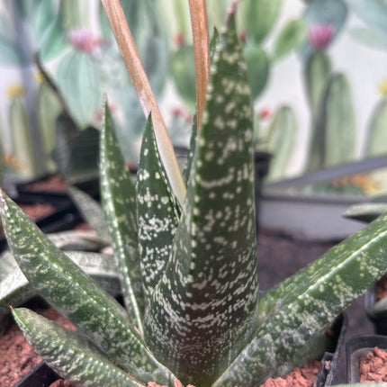Gasteria excelsa