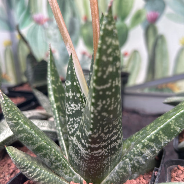 Gasteria excelsa