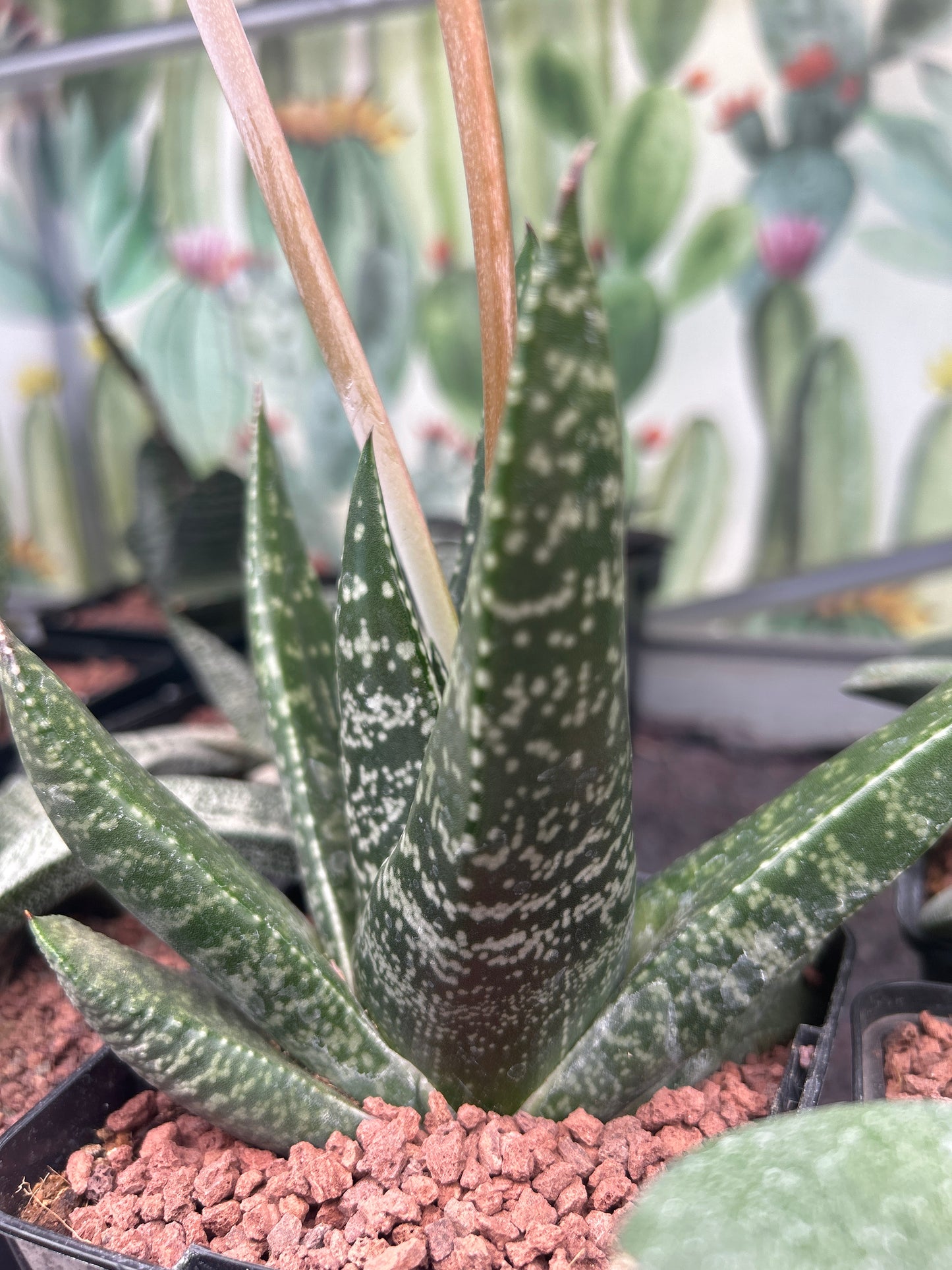 Gasteria excelsa