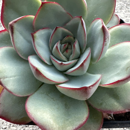 Echeveria ‘Rosa polverosa’