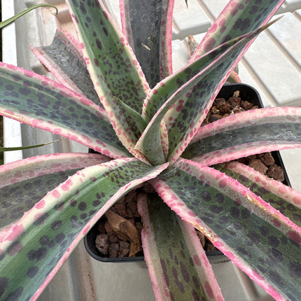 x Mangave 'Snow Leopard’