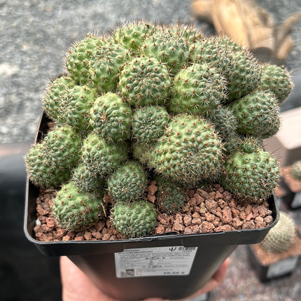 Aylostera pseudodeminuta