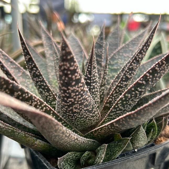 x Gasteraloe ‘D Tiga’