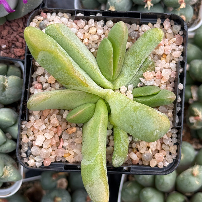 Glottiphyllum oligocarpum